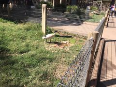 -费瑟代尔野生动物园