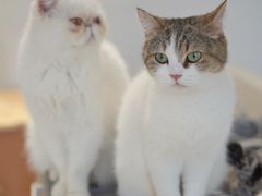 -怪兽屋·羊驼·猫咖·狗咖(俊华广场店)