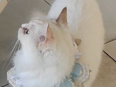 -怪兽屋·羊驼·猫咖·狗咖(俊华广场店)