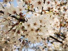 -古柏渡丰乐樱花园