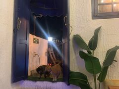 -Sirena海妖日咖夜酒