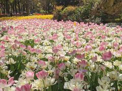 -上海鲜花港