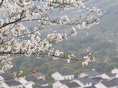 -光福景区
