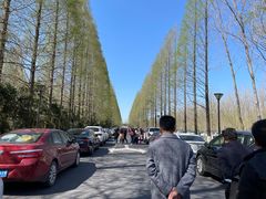 -黄海国家森林公园