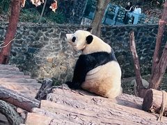 -都江堰中华大熊猫苑