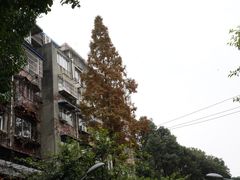 -四川大学(望江校区)