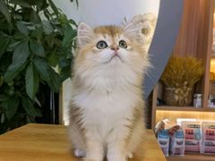 -山宅一喵德文卷毛猫舍