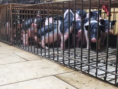 -黄记四更烤乳猪店