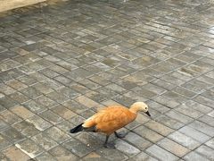 -鄱阳湖国家湿地公园