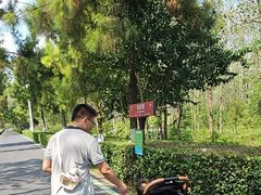 -合肥滨湖国家森林公园