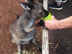 -费瑟代尔野生动物园