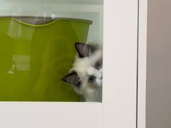 -青奢宠物·青奢猫舍