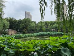 -陈家山荷花公园