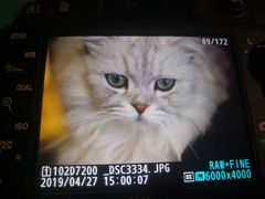 -猫友咖啡店(玉林西路店)