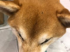 -柴务处·柴犬主题狗咖