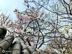 -桃花堤公园