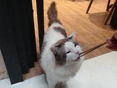 -猫色咖啡·猫咖