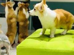 -米宠家·撸猫猫咖·专业洗猫·猫咪寄养(高新大都荟店)