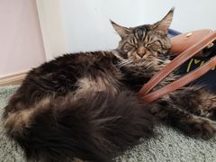 -酷豆宠物咖啡·宠物美食·撸猫馆