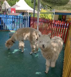 -萌宠亲子动物乐园(槐房万达店)