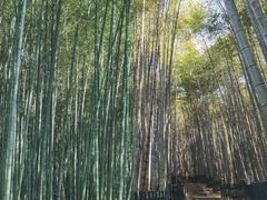-杭州植物园