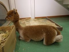 -藦茜花园宠物主题亲子互动体验馆(国顺东路店)