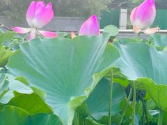 -大望京公园