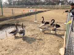 -上海长兴岛郊野公园