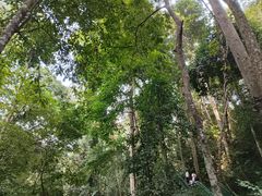 -西双版纳原始森林公园