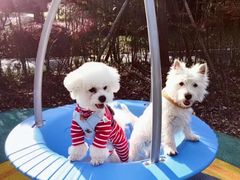 -翊宠yipet猫狗购宠庄园犬舍•猫舍