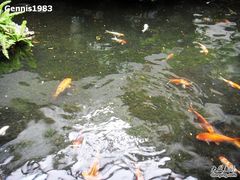 -广州白天鹅宾馆