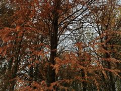 -上海海湾国家森林公园