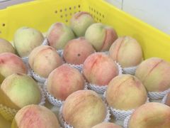 -老袁家蜜桃农场·阳山水蜜桃