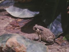 -正佳雨林生态植物园