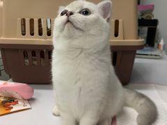 -lincat·猫舍(广州店)