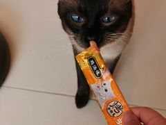 -飞行喵MR PILOT|猫舍·猫咖(静安大融城店)