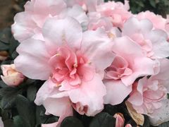 -石家庄市植物园