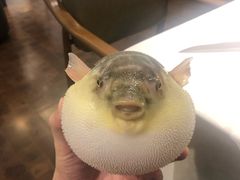 -肆月河豚·新淮扬(金融街店)