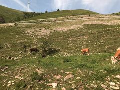 -蔚县茶山村