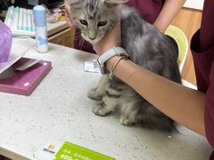 -瑞鹏宠物医院·夜间急症·心超·猫科(祖庙分店)