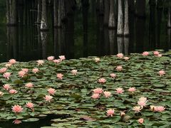 -白鹭湾湿地公园