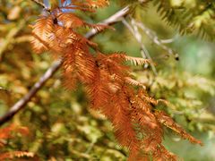 -北京西山国家森林公园