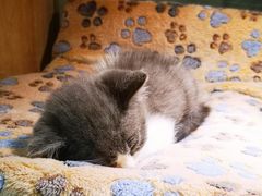 -BABIT巴比特宠物(MOMOPARK店)