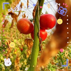 -蓝呗呗蓝莓草莓采摘园(通州区马驹桥店)