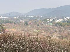 -香雪海