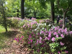 -上海共青森林公园