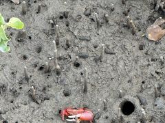 -北海金海湾红树林生态旅游区