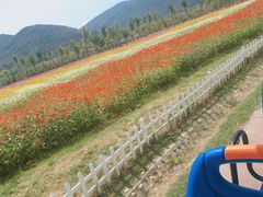 -亚龙湾国际玫瑰谷