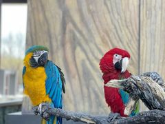 -北京野生动物园