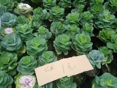 -龙大花卉苗木市场